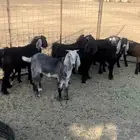 البيع