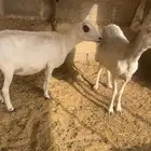 رفيديات تامه شرط سليمه