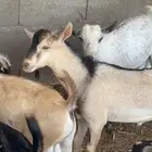 تيوس مستورده سمان اخت الجنوبي