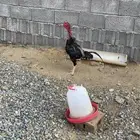 ديك باكستاني