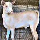 تيس جنوبي طيب العمر 4 شهور