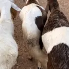 سواكني جذعان ونعيمي