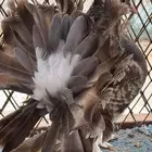 ثلاث طبات رقاص