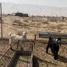 تيس وجفره
