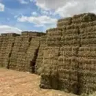 مط حوش