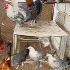 دجاج بياض الحناكيه