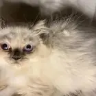 قطط