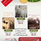 حري وسواكني وبربري