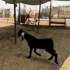 تيس