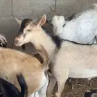 تيوس يمانيه لباني فل