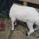 خاروف نعيمي