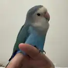 ببغاء روز أليف