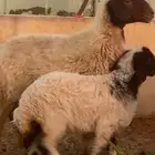 نعجه حدرها رخله صنف روم وديد سلم