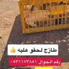 زغاليل