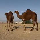 بكار سواحل لقحات حمر خوات بعض