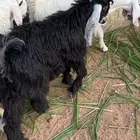 تبوس للبيع