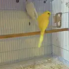 5 ازواج بادجي هولندي