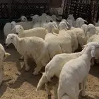 ذبايح طليان ورخال وتيوس وسواكن للبيع
