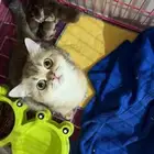 قطة اسكوتش استريت مسجلة