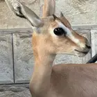 مطلوب غزال صغير اي نوع