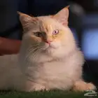 قطط للتبني