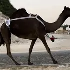 مجهم عشراء بنت وحيدان معزول منها