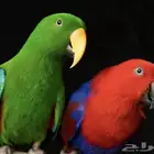 زوج اكلكتوس اليف متكلم