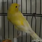 كناري تغريد مع الانثى