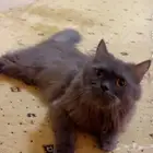قط شيرازي