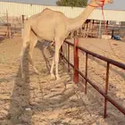 لقيه طيبه