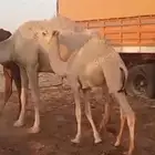 شمال عفيف
