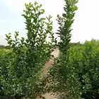 شتلات ليمون بن زهير با جملة