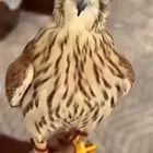 أوفر بواشق-شبوط