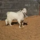 تيس مشروط القريع