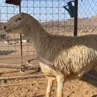 رخل صنف الصنف