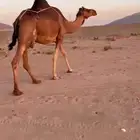خلفه ساحليه منوه القناي تم البيع