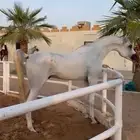 حصان شعبي من فواخر الشعبيات
