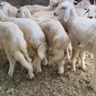 النوع رخال العدد 15