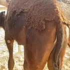 قعود لباني