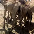 قعدان حاشي مرابي جاهزه لذبح وتوصيل