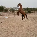حصان شعبي للبيع