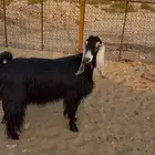 عنز عارضيه جرم