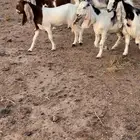 جفار مشااريك فااخره
