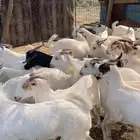 ذبايح للبيع الموقع قلوه