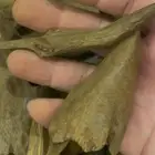 عود مروكي