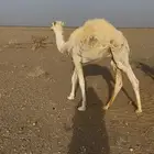 قعدان طيبات جنوب غرب عفيف