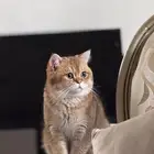 ذكر بريتش ستريت للتزاوج