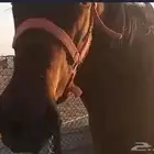 فرس للبيع