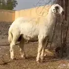 طلي حري