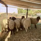 خرفان